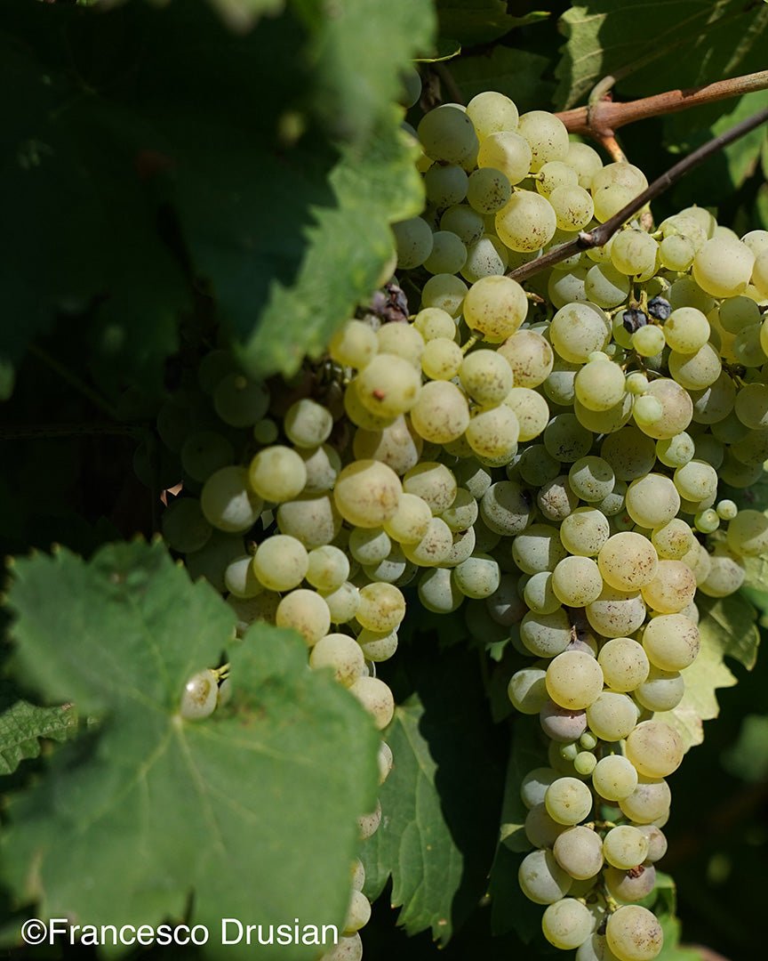 DRUSIAN Prosecco Valdobbiadene DOCG im Probierpaket Drusian